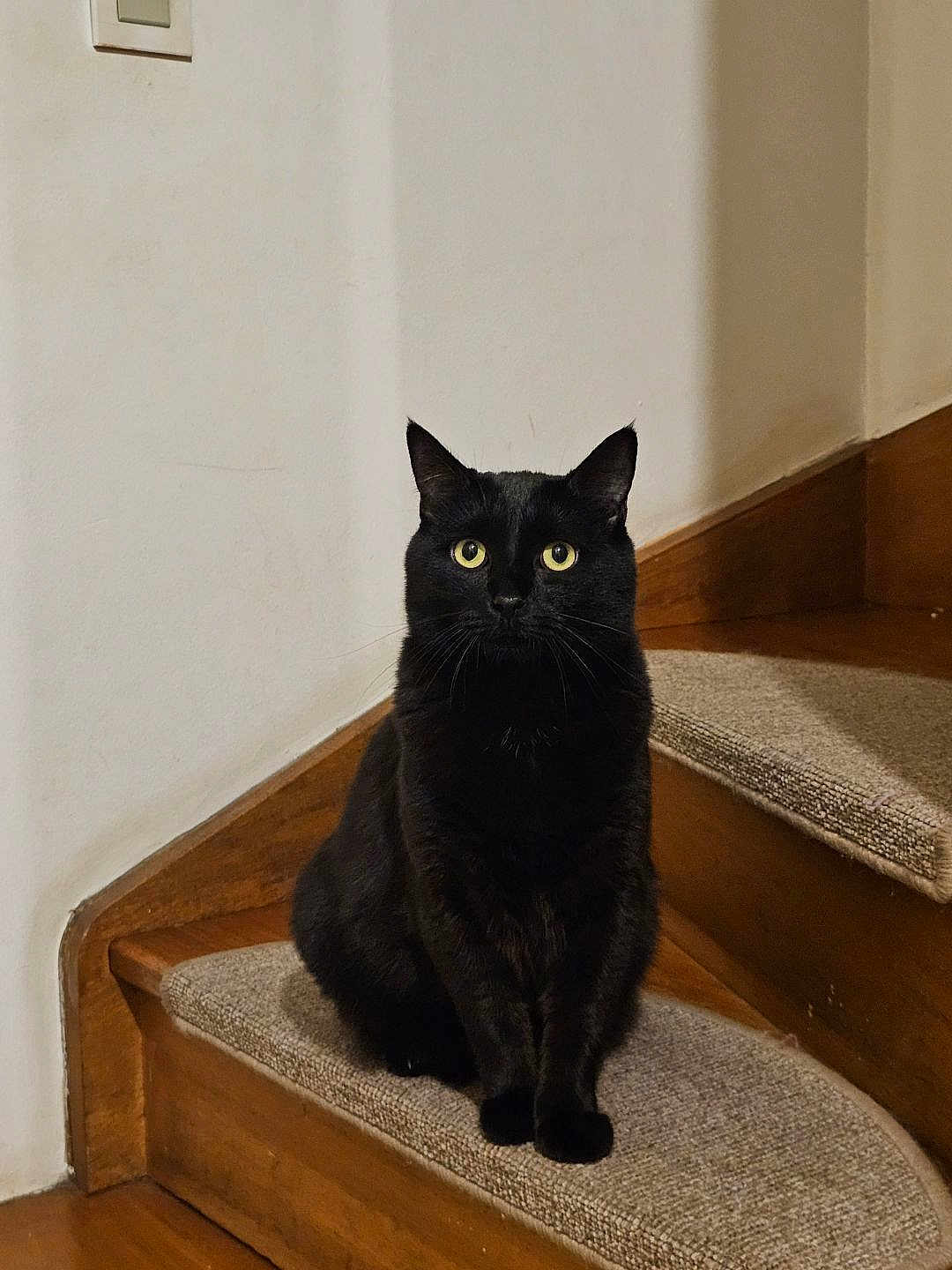 Bagheera a rejoint le concours — aidez-le/la à gagner de superbes lots ! black_cat, cat, pet, animal, indoor, stairs, carpet, wooden_stairs, yellow_eyes, feline, sitting, looking_at_camera, domestic_cat, quiet, calm, house_pet, wall, floor, quiet_moment, curious