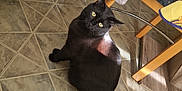 Bagheera a rejoint le concours — aidez-le/la à gagner de superbes lots ! black_cat, cat, floor, tile_floor, indoor, chair, towel, radiator, sunlight, yellow_eyes, furniture, pet, looking_up, curious, domestic_animal, home, cozy, animal, tail, resting