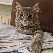 Bella a rejoint le concours — aidez-le/la à gagner de superbes lots ! cat, kitten, gray_tabby, fur, paw, blanket, indoor, cozy, curious, pet, animal, cute, feline, resting, soft, young, whiskers, ears, comfort, portrait
