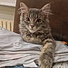 animal, blanket, cat, comfort, cozy, curious, cute, ears, feline, fur, gray_tabby, indoor, kitten, paw, pet, portrait, resting, soft, whiskers, young