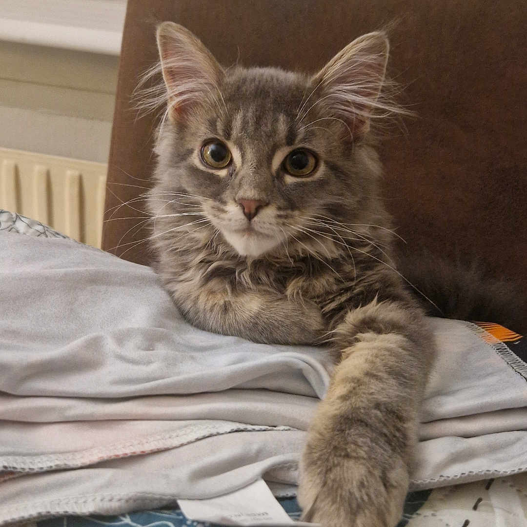 Bella a rejoint le concours — aidez-le/la à gagner de superbes lots ! cat, kitten, gray_tabby, fur, paw, blanket, indoor, cozy, curious, pet, animal, cute, feline, resting, soft, young, whiskers, ears, comfort, portrait