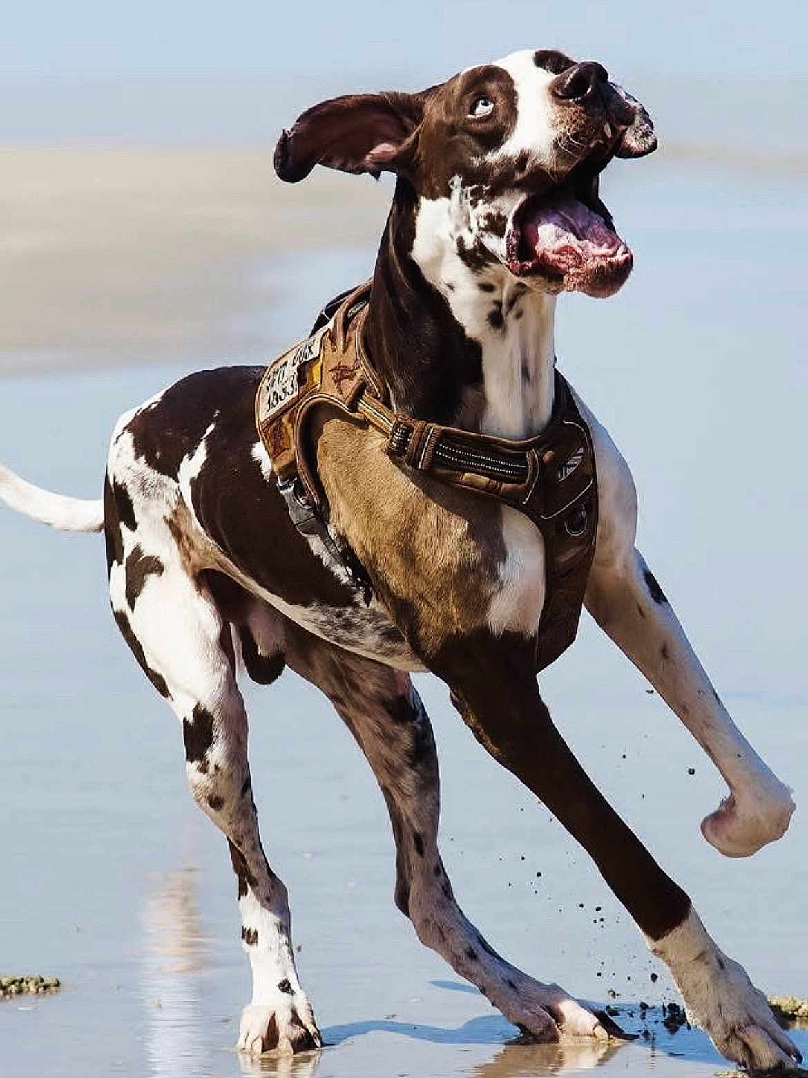 Ace joined the competition — help win amazing prizes! dog, great_dane, black_and_white, running, playful, beach, water, sand, outdoor, animal, pet, happy, active, motion, canine, excited, sport, nature, summer, daytime