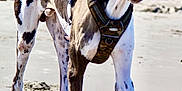 Ace is registered to the contest to win money with this photo: dog, great_dane, blue_eyes, harness, beach, sand, outdoor, animal, pet, canine, walking, sunlight, daytime, playful, large_dog, spotted_coat, happy, active, nature, water