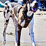 dog, great_dane, blue_eyes, harness, beach, sand, outdoor, animal, pet, canine, walking, sunlight, daytime, playful, large_dog, spotted_coat, happy, active, nature, water