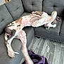Ace joined the competition — help win amazing prizes! dog, couch, living_room, blanket, floor, playful, motion_blur, sectional_sofa, pet, indoor, wood_floor, gray, furniture, relaxing, animal, canine, home, cozy, domestic, resting