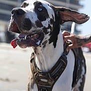 Ace is registered to the contest to win money with this photo: dog, great_dane, blue_eyes, panting, harness, camouflage, ear_flap, beach, sunny, human_hand, pet, outdoor, animal, canine, close_up, tongue_out, large_dog, friendly, daytime, sand