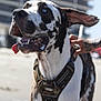 dog, great_dane, blue_eyes, panting, harness, camouflage, ear_flap, beach, sunny, human_hand, pet, outdoor, animal, canine, close_up, tongue_out, large_dog, friendly, daytime, sand