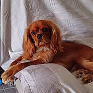 Timi a rejoint le concours — aidez-le/la à gagner de superbes lots ! dog, brown_dog, cushion, armchair, indoor, pet, fur, relaxed, looking_at_camera, comfort, canine, domestic_animal, seated, fur_texture, ears, eyes, snout, paw, home_interior, fabric