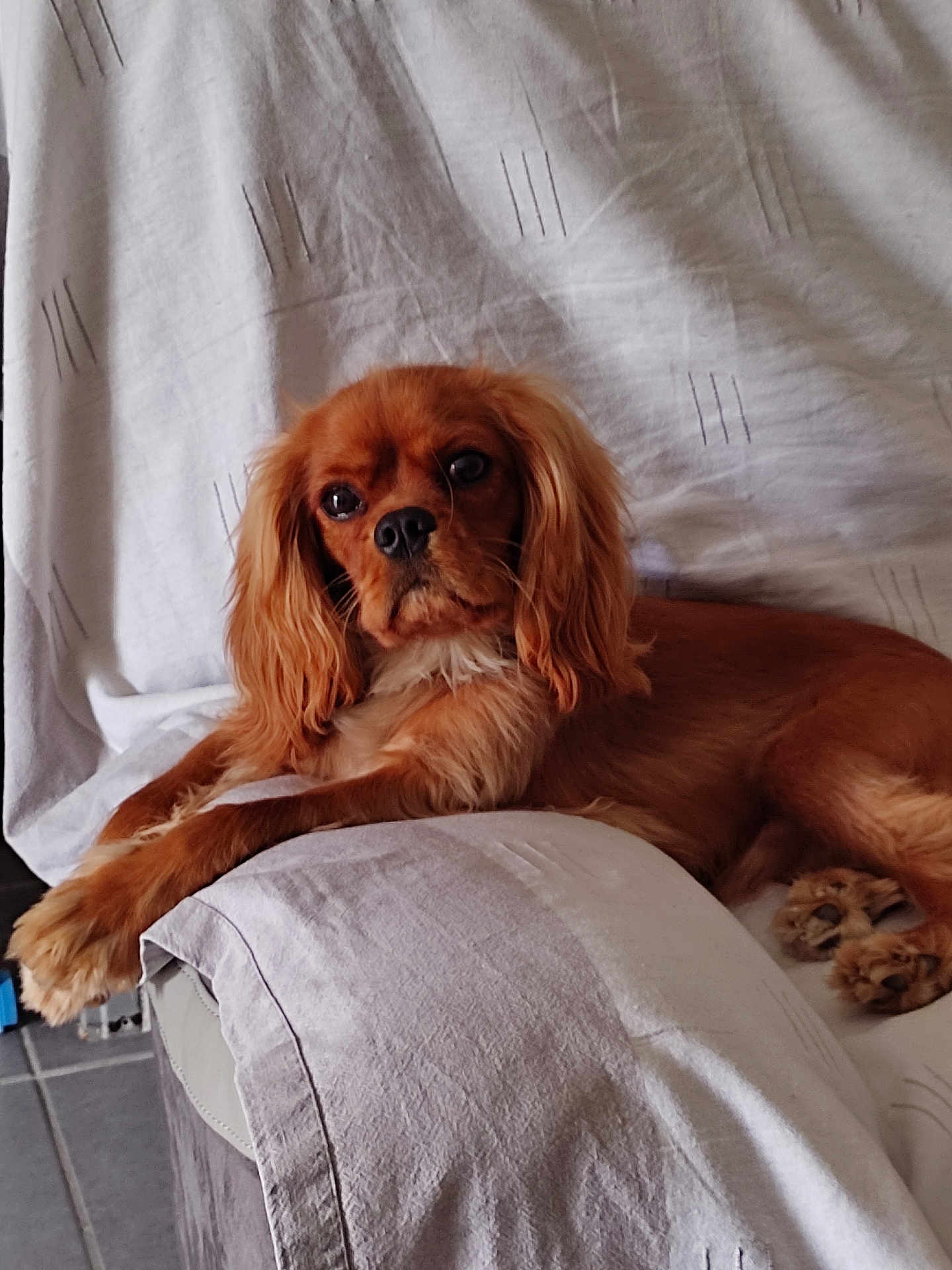 Timi a rejoint le concours — aidez-le/la à gagner de superbes lots ! dog, brown_dog, cushion, armchair, indoor, pet, fur, relaxed, looking_at_camera, comfort, canine, domestic_animal, seated, fur_texture, ears, eyes, snout, paw, home_interior, fabric