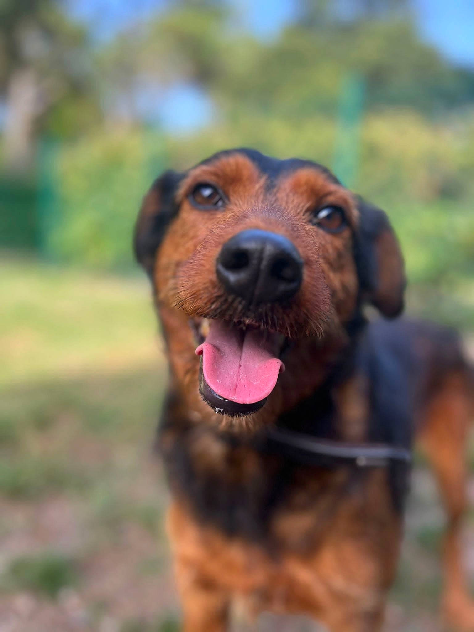 Guizmo participe au concours pour gagner de l'argent avec cette photo : canidae, carnivore, collar, companion_dog, dog, dog_breed, dog_supply, fawn, grass, hound, hunting_dog, liver, plant, snout, sporting_group, terrestrial_animal, whiskers, wildlife, working_animal, working_dog
