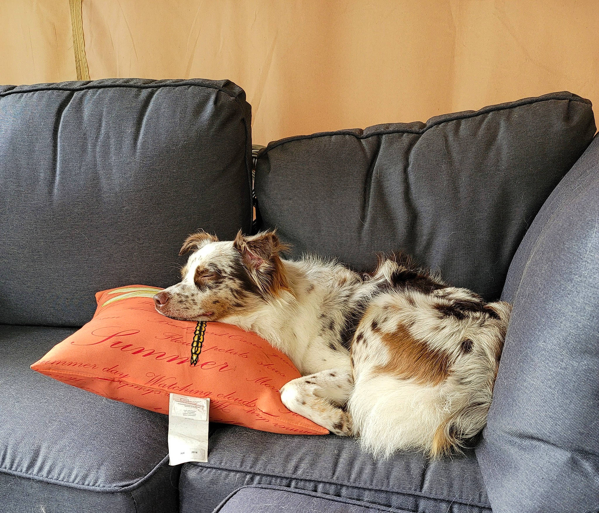 Chad joined the competition — help win amazing prizes! canidae, carnivore, comfort, companion_dog, couch, dog, dog_breed, fawn, felidae, fur, living_room, pillow, room, small_to_medium_sized_cats, sofa_bed, sporting_group, studio_couch, tail, throw_pillow, working_animal