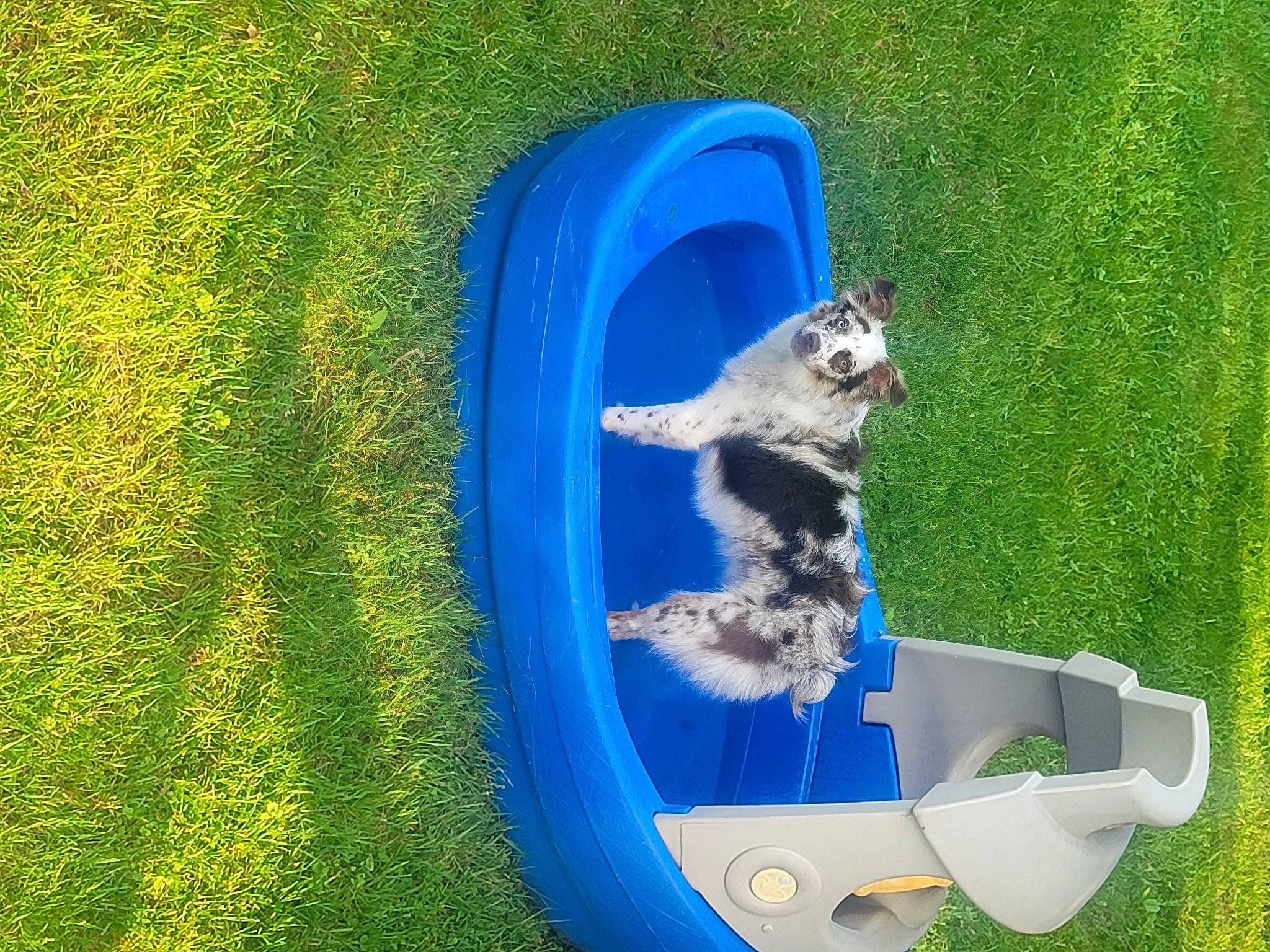 Chad joined the competition — help win amazing prizes! blue, canidae, carnivore, companion_dog, corgi_chihuahua, dog, dog_breed, dog_sports, electric_blue, fun, grass, grass_family, green, landscape, lawn, leisure, pet_supply, plant, recreation, sporting_group