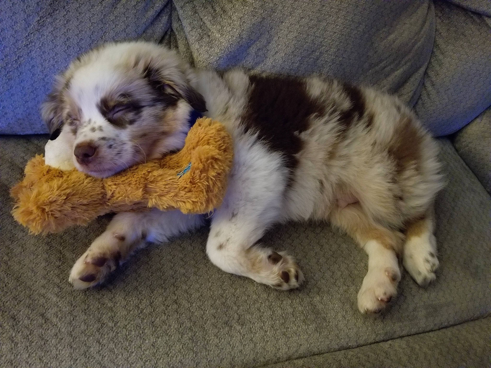 Chad is registered to the contest to win money with this photo: australian_collie, bored, canidae, carnivore, companion_dog, dog, dog_breed, fur, herding_dog, miniature_australian_shepherd, paw, shih_poo, snout, spaniel, sporting_group, tail, texas_heeler, toy_dog, whiskers, working_animal