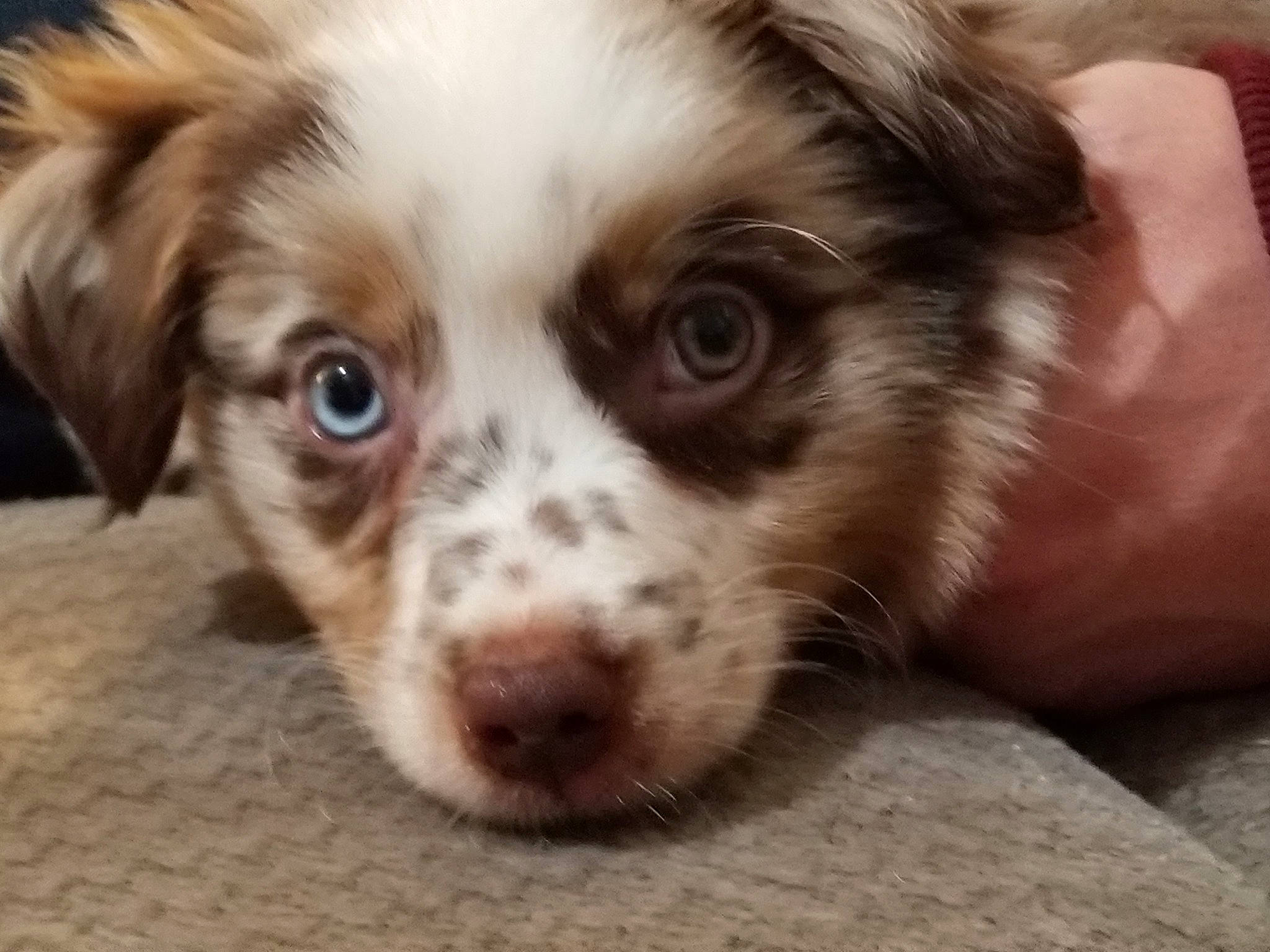 Chad is registered to the contest to win money with this photo: canidae, carnivore, companion_dog, dog, dog_breed, eye, fawn, fur, king_charles_spaniel, liver, puppy, puppy_love, snout, spaniel, sporting_group, terrestrial_animal, toy_dog, whiskers