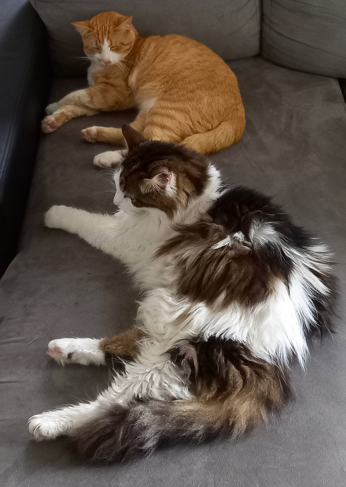 Fripon a rejoint le concours — aidez-le/la à gagner de superbes lots ! carnivore, cat, claw, comfort, companion_dog, couch, dog_breed, domestic_short_haired_cat, fawn, felidae, fur, hardwood, paw, small_to_medium_sized_cats, snout, sporting_group, tail, terrestrial_animal, whiskers, wood