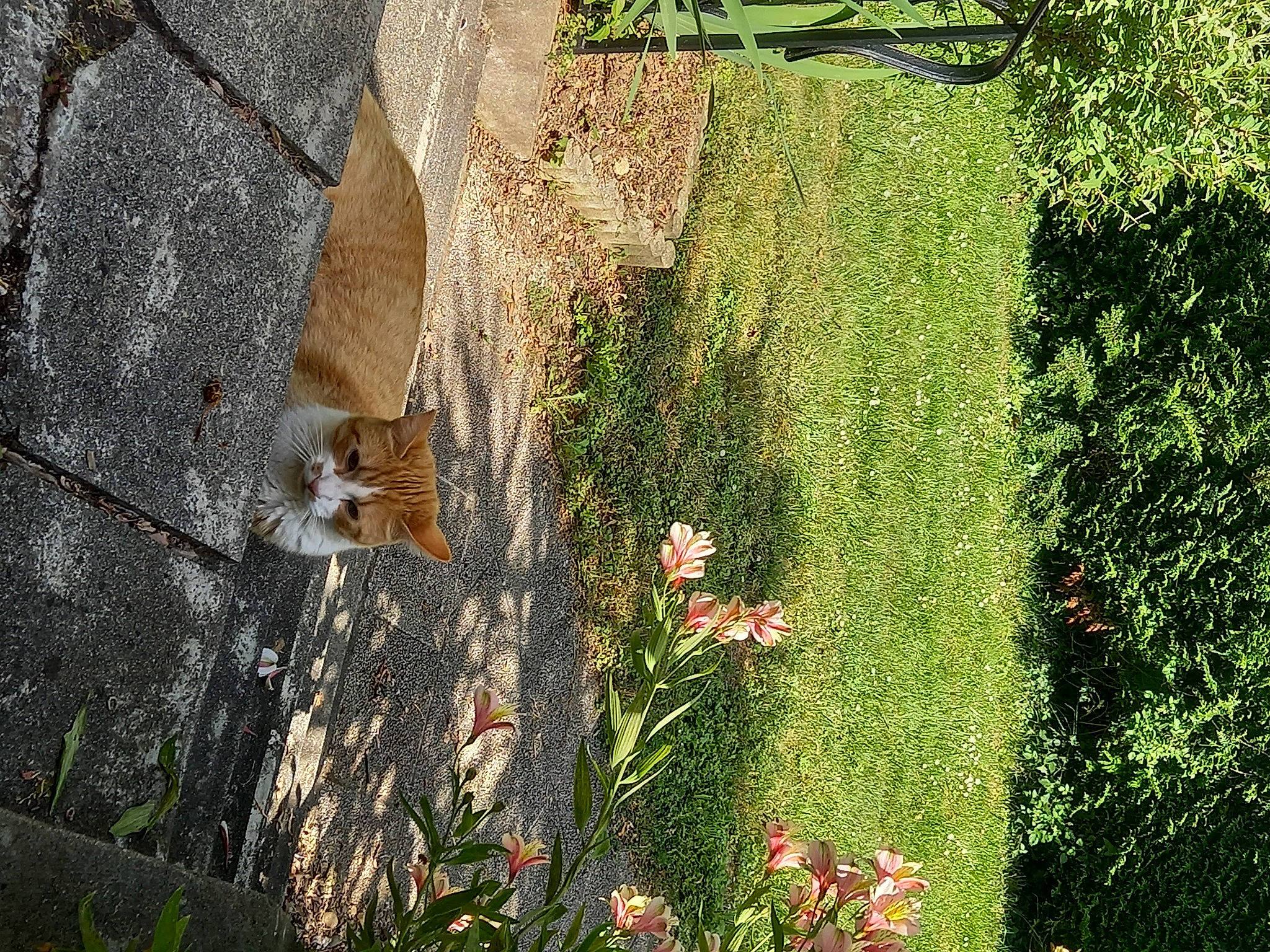 Tigrou a rejoint le concours — aidez-le/la à gagner de superbes lots ! biome, branch, brick, brickwork, carnivore, fawn, flower, grass, groundcover, landscape, lawn, plant, road_surface, shrub, sidewalk, sunlight, tail, tints_and_shades, trunk, wood