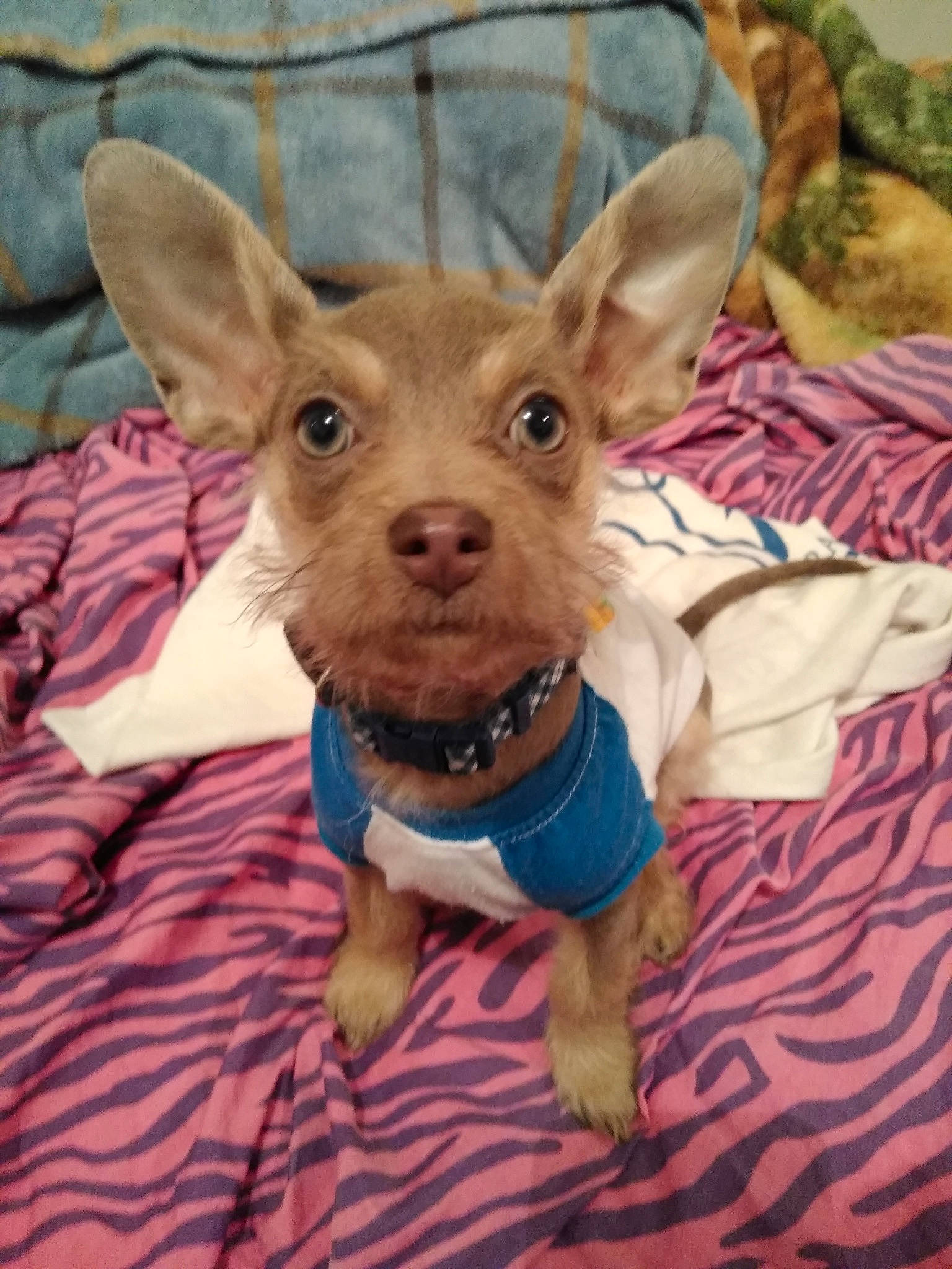 Lokie is registered to the contest to win money with this photo: canidae, carnivore, chihuahua, companion_dog, dog, dog_breed, ear, fawn, mammal, puppy, russkiy_toy, snout, sporting_group, toy_dog, vertebrate, whiskers