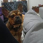 Max a rejoint le concours — aidez-le/la à gagner de superbes lots ! blanket, brown_dog, carpet, couch, cozy, curious, decor, dog, ears, face, french_bulldog, furniture, home, indoor, living_room, nose, painting, pet, plush_toy, shelf