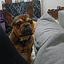 blanket, brown_dog, carpet, couch, cozy, curious, decor, dog, ears, face, french_bulldog, furniture, home, indoor, living_room, nose, painting, pet, plush_toy, shelf
