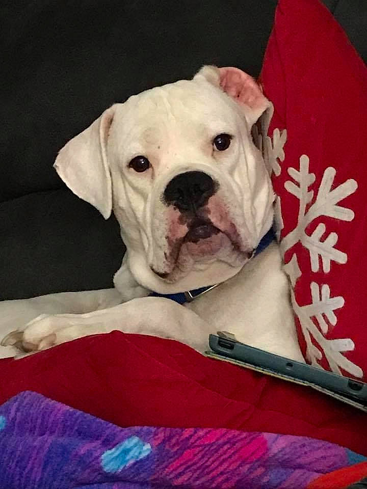 Cooper is registered to the contest to win money with this photo: carmine, carnivore, collar, companion_dog, dog, dog_breed, dog_collar, dog_supply, dogo_argentino, fawn, pet_supply, pink, puppy_love, snout, sporting_group, stock_photography, whiskers, white_english_bulldog, working_animal, wrinkle