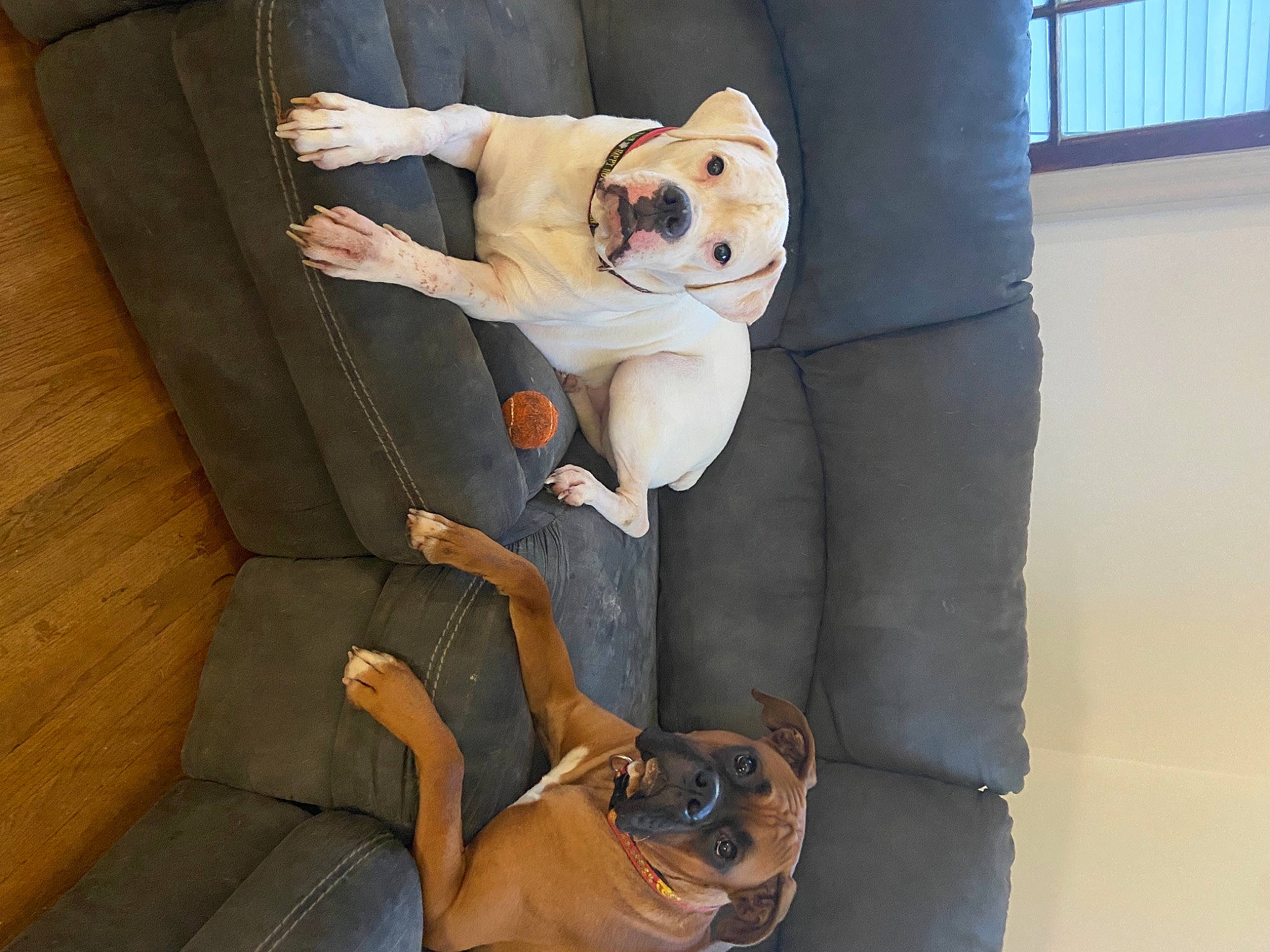 Cooper joined the competition — help win amazing prizes! bag, chair, comfort, companion_dog, couch, eyewear, fawn, foot, fun, fur, gesture, human_leg, joint, knee, lap, luggage_and_bags, plush, sitting, stuffed_toy, toy