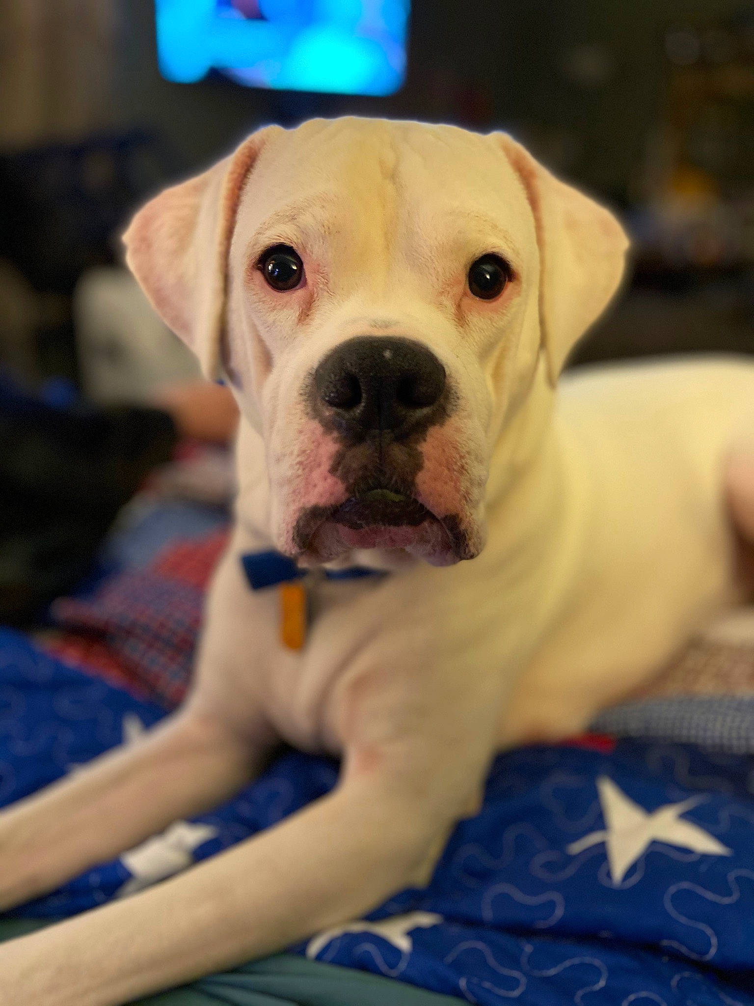 Cooper joined the competition — help win amazing prizes! blue, canidae, carnivore, collar, companion_dog, dog, dog_breed, dog_collar, dog_supply, fawn, non_sporting_group, pet_supply, puppy_love, snout, sporting_group, toy_dog, whiskers, working_animal, working_dog, wrinkle