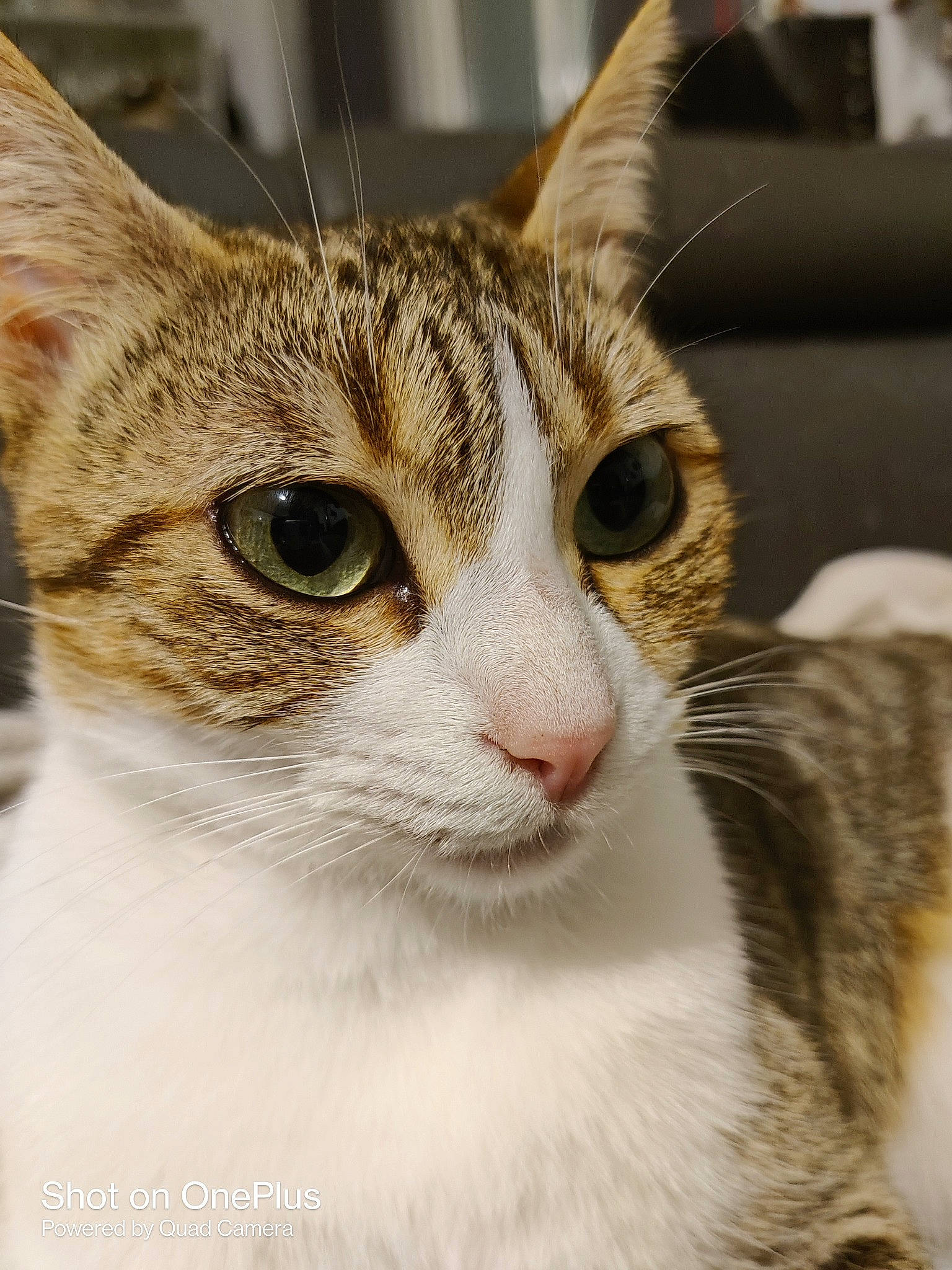 Billie participe au concours pour gagner de l'argent avec cette photo : carnivore, cat, collar, domestic_short_haired_cat, ear, eye, fawn, felidae, fur, human_body, small_to_medium_sized_cats, snout, terrestrial_animal, tree, whiskers, wildlife, window