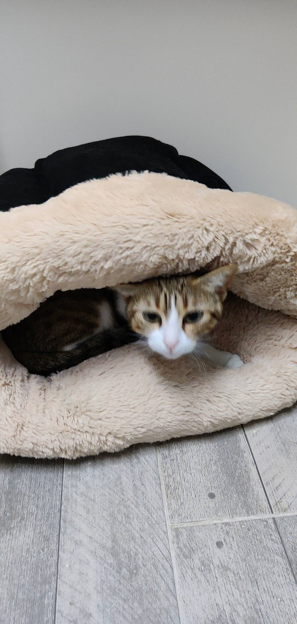 Billie a rejoint le concours — aidez-le/la à gagner de superbes lots ! beige, carnivore, cat, cat_supply, comfort, domestic_short_haired_cat, eye, fawn, felidae, fur, grey, linens, paw, sitting, small_to_medium_sized_cats, snout, tail, terrestrial_animal, whiskers, wood