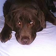 Chauvin a rejoint le concours — aidez-le/la à gagner de superbes lots !