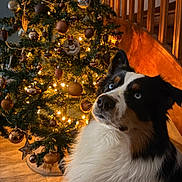 Vasco participe au concours pour gagner de l'argent avec cette photo : dog, christmas_tree, holiday, decorations, lights, ornaments, blue_eyes, fur, pet, indoor, wooden_floor, warm_lighting, festive, staircase, black_white_brown, fluffy, portrait, cute, holiday_season, cozy