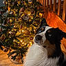 dog, christmas_tree, holiday, decorations, lights, ornaments, blue_eyes, fur, pet, indoor, wooden_floor, warm_lighting, festive, staircase, black_white_brown, fluffy, portrait, cute, holiday_season, cozy