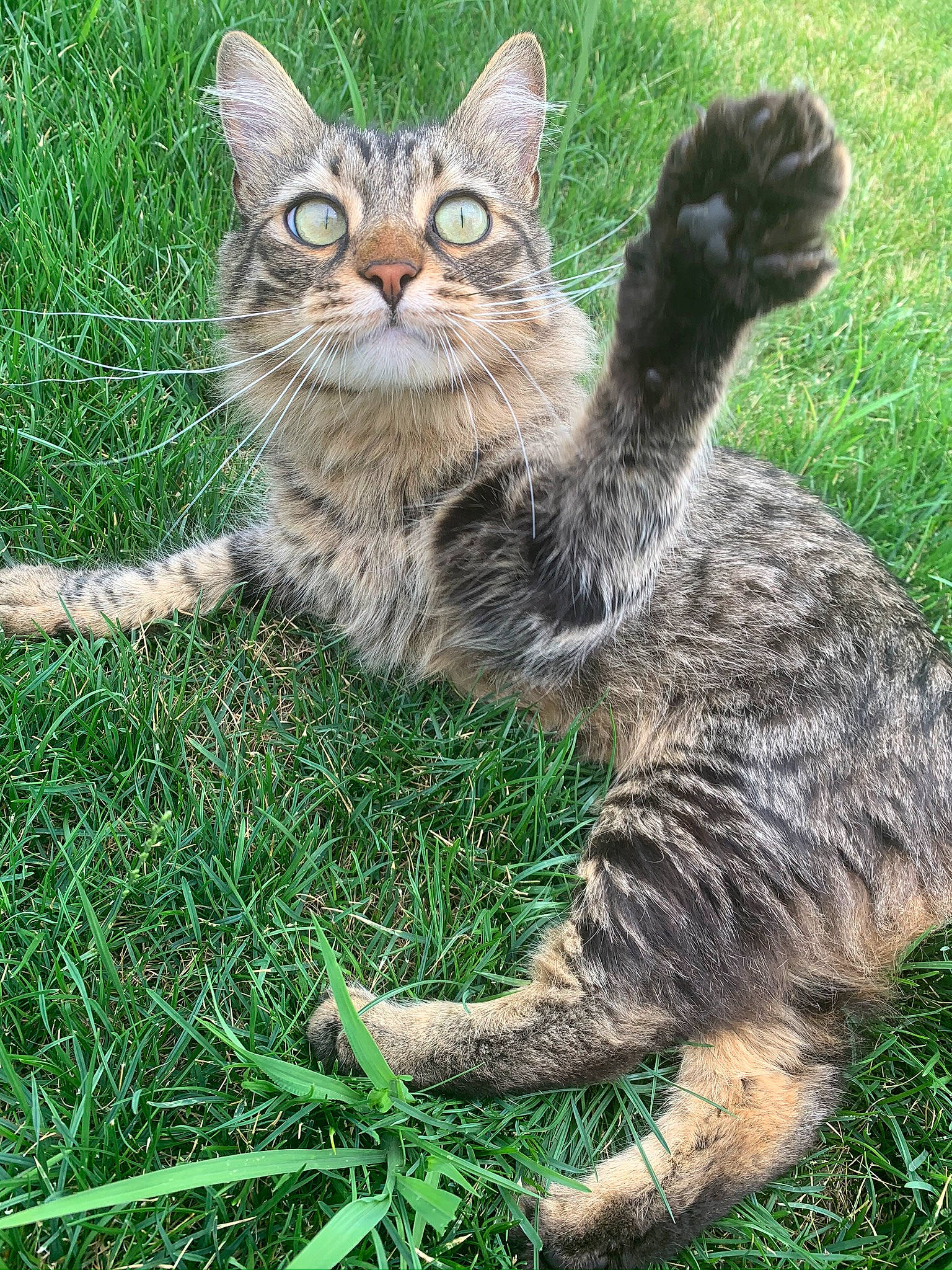 Spoon participe au concours pour gagner de l'argent avec cette photo : carnivore, cat, claw, domestic_short_haired_cat, felidae, fur, grass, grassland, groundcover, paw, plant, sitting, small_to_medium_sized_cats, snout, tail, terrestrial_animal, tree, whiskers, wildlife