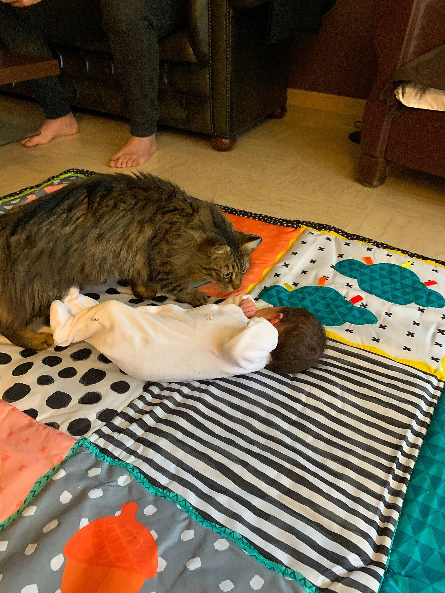 Spoon participe au concours pour gagner de l'argent avec cette photo : bed, bed_sheet, carnivore, cat, chair, comfort, companion_dog, dog_breed, felidae, floor, flooring, fun, fur, leisure, linens, pattern, room, small_to_medium_sized_cats, textile, whiskers