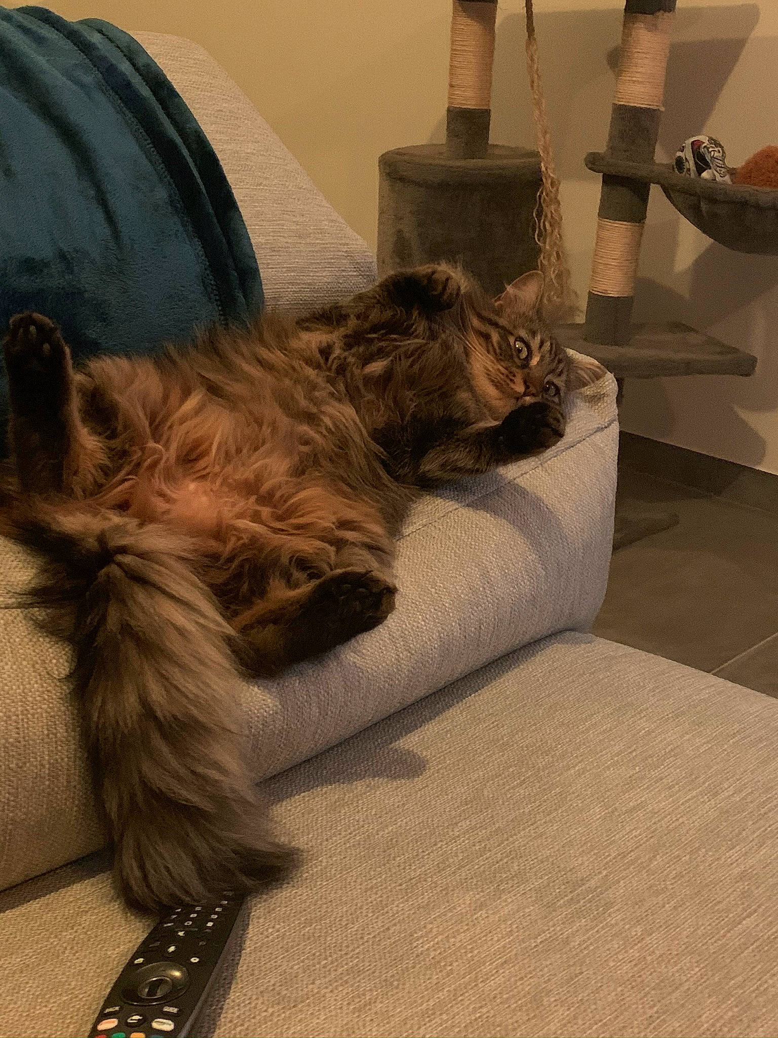 Spoon participe au concours pour gagner de l'argent avec cette photo : canidae, carnivore, comfort, companion_dog, dog, dog_breed, fawn, felidae, floor, flooring, fur, hardwood, human_leg, liver, metal, small_to_medium_sized_cats, sporting_group, tail, whiskers, wood