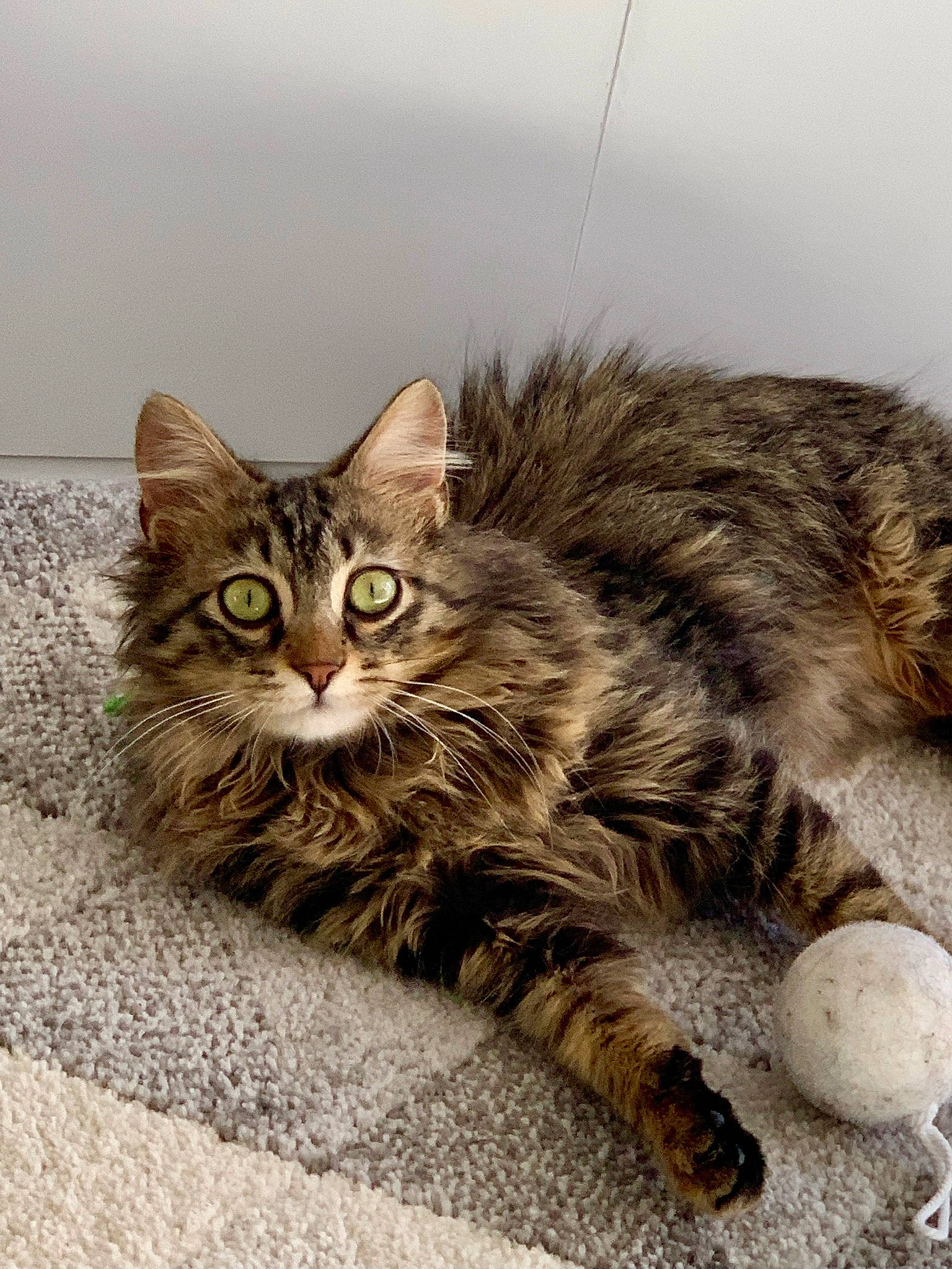 Spoon a rejoint le concours — aidez-le/la à gagner de superbes lots ! carnivore, cat, claw, comfort, domestic_short_haired_cat, eye, felidae, fur, maine_coon, paw, sitting, small_to_medium_sized_cats, snout, tail, terrestrial_animal, whiskers, wildlife