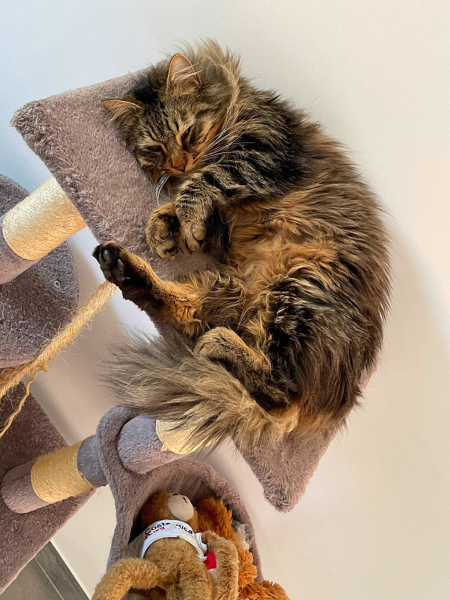 Spoon participe au concours pour gagner de l'argent avec cette photo : animal_figure, art, bat, claw, felidae, fictional_character, foot, fur, gesture, grey, illustration, little_brown_myotis, painting, paw, small_to_medium_sized_cats, snout, tail, terrestrial_animal, whiskers, wildlife