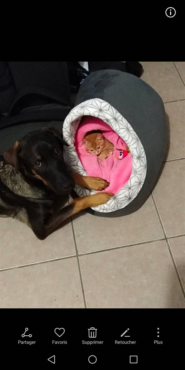 Keyser a rejoint le concours — aidez-le/la à gagner de superbes lots ! canidae, carnivore, companion_dog, dog, dog_breed, guard_dog, labrador_retriever, rottweiler, sporting_group