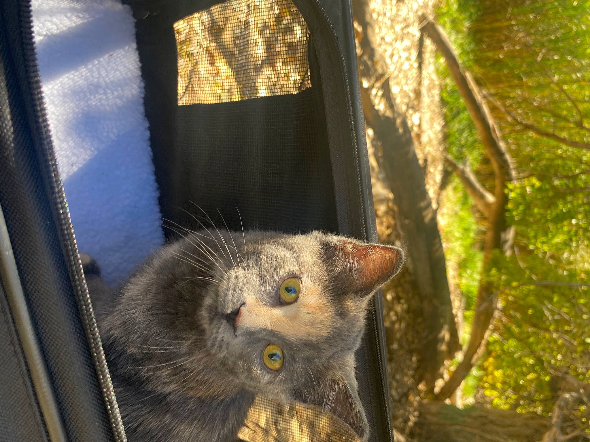 Freya is registered to the contest to win money with this photo: animal_shelter, carnivore, cat, domestic_short_haired_cat, fawn, felidae, fur, mesh, pet_supply, plant, small_to_medium_sized_cats, snout, tail, tire, tree, trunk, twig, whiskers, window, wood