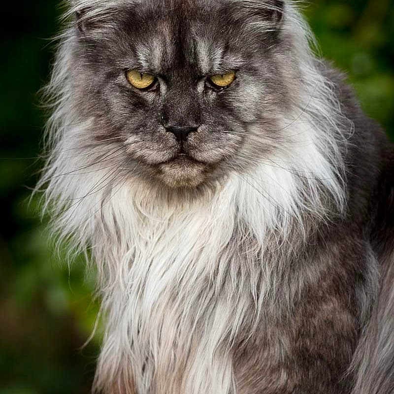 Oodzee Hozo a rejoint le concours — aidez-le/la à gagner de superbes lots ! animal, cat, close_up, cute, ears, feline, fluffy, fur, long_hair, maine_coon, majestic, mammal, nature, outdoor, pet, portrait, serious_expression, whiskers, wild, yellow_eyes