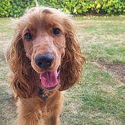 Aïko participe au concours pour gagner de l'argent avec cette photo : dog, golden_brown, floppy_ears, tongue_out, grass, lawn, hedge, outdoor, pet, canine, friendly, closeup, animal, nature, fur, happy, playful, summer, garden, cute