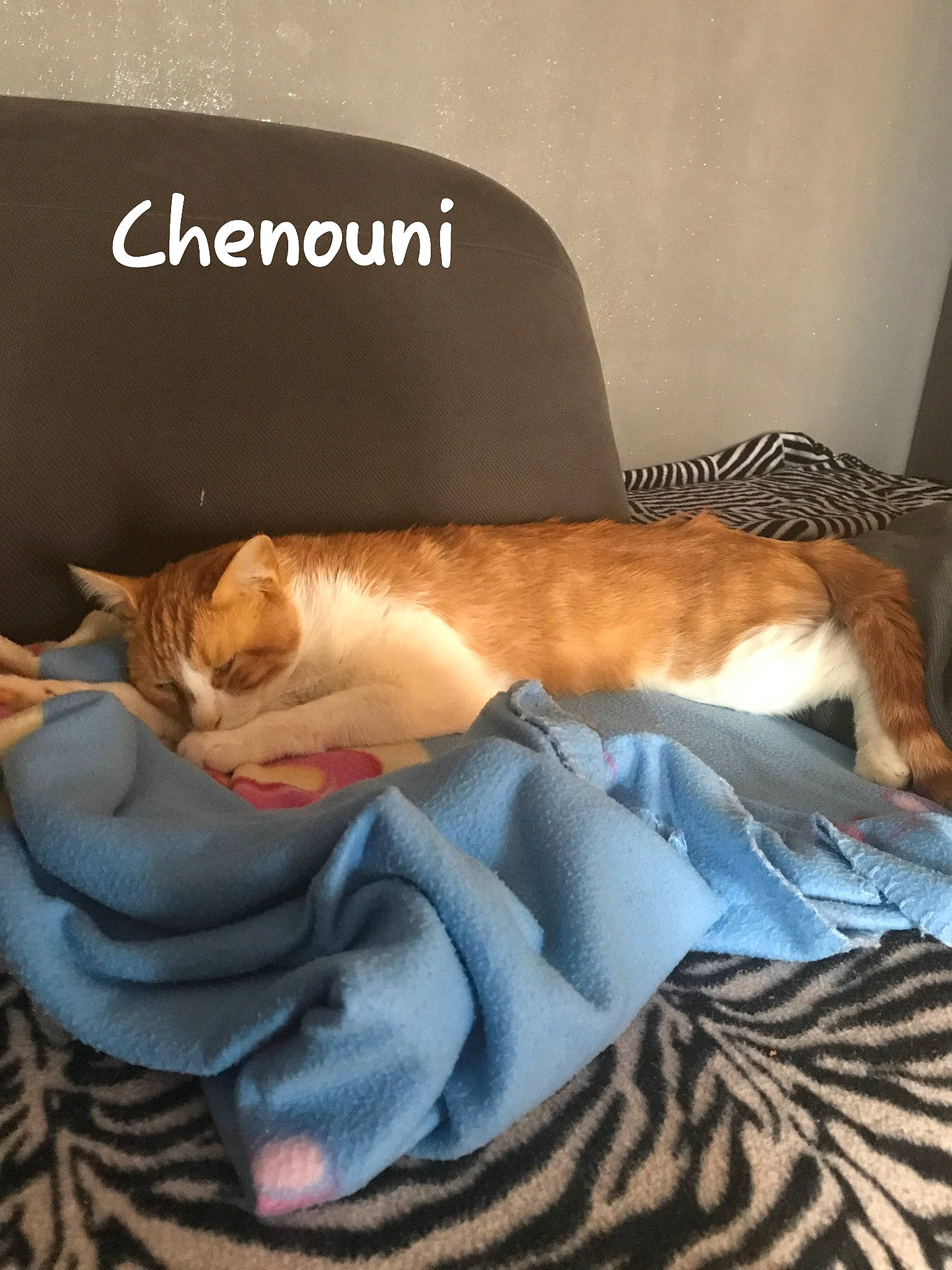 Choumi participe au concours pour gagner de l'argent avec cette photo : bed, bedding, brown, carnivore, cat, comfort, couch, domestic_short_haired_cat, fawn, felidae, fur, linens, mammal, paw, rectangle, small_to_medium_sized_cats, tail, vertebrate, whiskers, wood