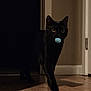 black_cat, cat, indoor, wooden_floor, toy, blue_ball, shadow, hallway, alert, pet, animal, walking, dark, eyes, feline, domestic_cat, playful, curious, quiet, house