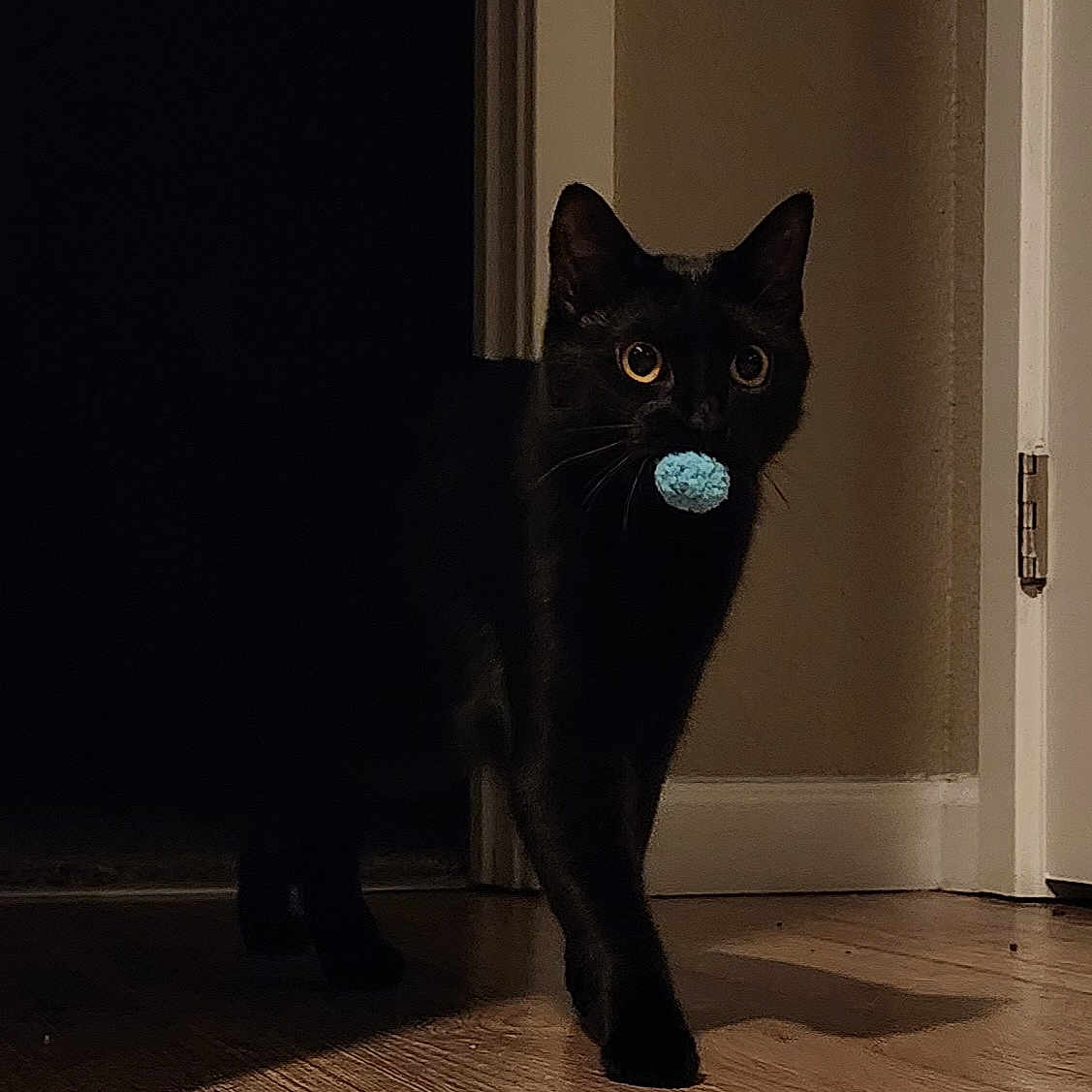 Mortisha is registered to the contest to win money with this photo: alert, animal, black_cat, blue_ball, cat, curious, dark, domestic_cat, eyes, feline, hallway, house, indoor, pet, playful, quiet, shadow, toy, walking, wooden_floor