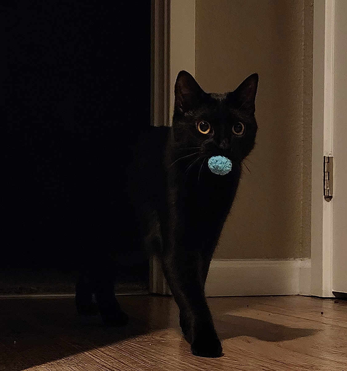 Mortisha is registered to the contest to win money with this photo: black_cat, cat, indoor, wooden_floor, toy, blue_ball, shadow, hallway, alert, pet, animal, walking, dark, eyes, feline, domestic_cat, playful, curious, quiet, house