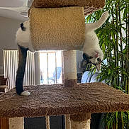 Simon is registered to the contest to win money with this photo: cat, cat_tree, indoor, upside_down, playful, pet, feline, tail, fur, window, ceiling_fan, plant, home, living_room, vertical, rope, wood_floor, chair, light, curtains