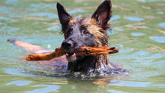 Louna a rejoint le concours — aidez-le/la à gagner de superbes lots ! canidae, carnivore, companion_dog, dog, dog_breed, dog_supply, fawn, german_shepherd_dog, guard_dog, herding_dog, lake, liver, old_german_shepherd_dog, snout, sporting_group, terrier, water, wildlife, working_animal, working_dog