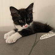 Oréo participe au concours pour gagner de l'argent avec cette photo : kitten, cat, black_and_white, feline, pet, cute, paws, whiskers, nose, cushion, indoor, relaxed, soft_fur, close_up, animal, young, resting, curious, ears, portrait