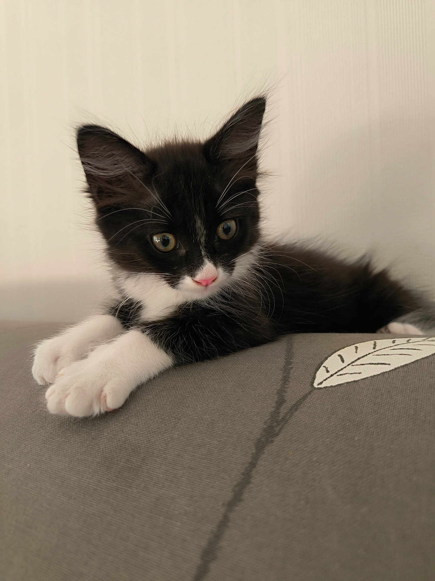 Oréo participe au concours pour gagner de l'argent avec cette photo : kitten, cat, black_and_white, feline, pet, cute, paws, whiskers, nose, cushion, indoor, relaxed, soft_fur, close_up, animal, young, resting, curious, ears, portrait