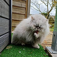 Bloom a rejoint le concours — aidez-le/la à gagner de superbes lots ! cat, fluffy_cat, white_cat, grooming, licking_paw, outdoor, artificial_grass, wooden_siding, tree, cloudy_sky, pet, animal, fur, paw, nature, garden, daylight, close_up, cute, feline