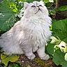 Bloom a rejoint le concours — aidez-le/la à gagner de superbes lots ! cat, fluffy, white_cat, blue_eyes, outdoor, greenery, plants, flowers, moss, rock, nature, sunlight, garden, pet, animal, sitting, leaf, closeup, daylight, peaceful
